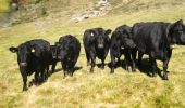 Angus (945x383)
