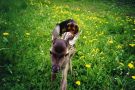 jagd002