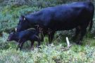 jagd017